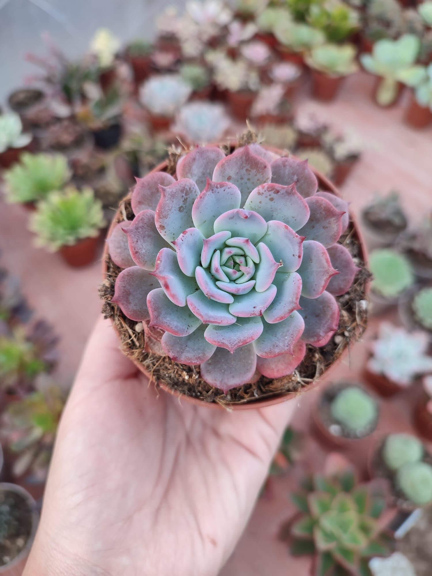 Echeveria secunda 'Azulita'